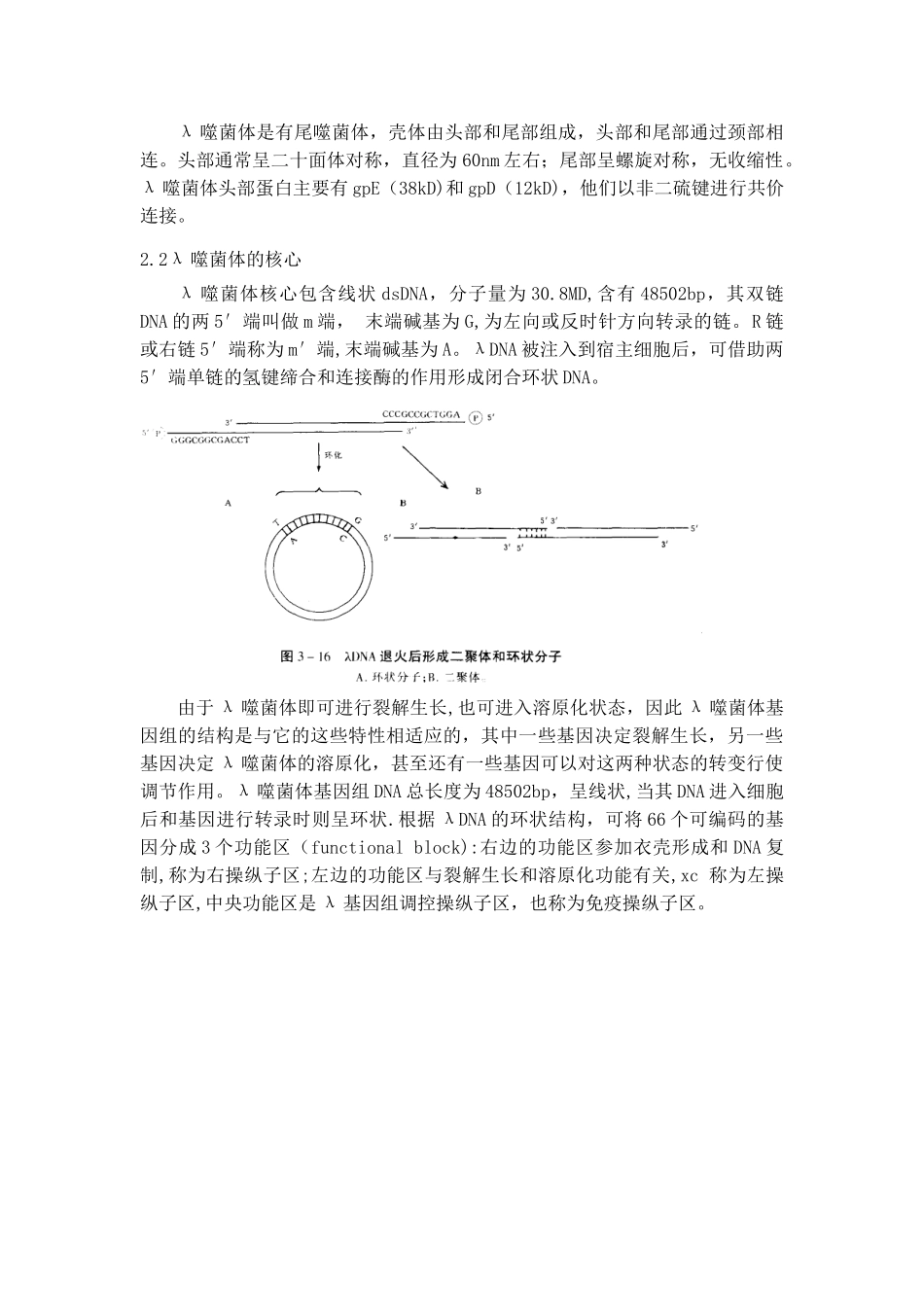 λ噬菌体的裂解性和溶原性_第3页