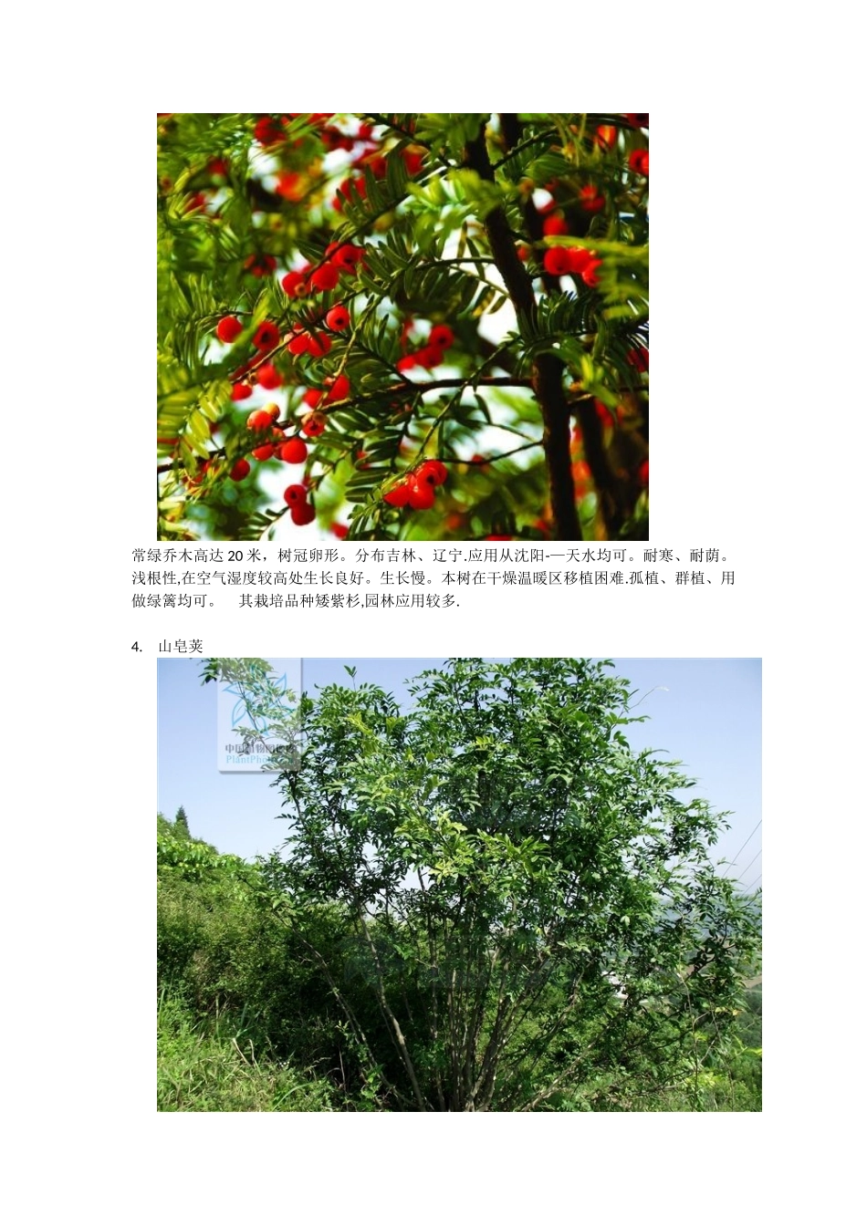 东北常用30种景观植物_第3页