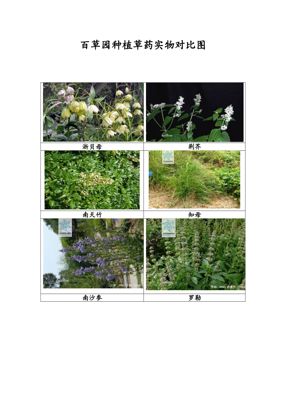 中草药识别对照图_第1页