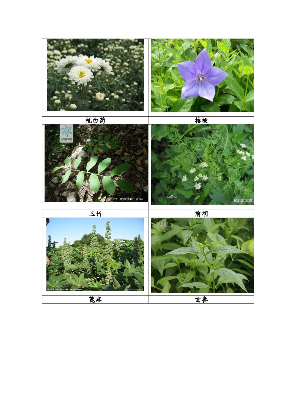 中草药识别对照图_第2页