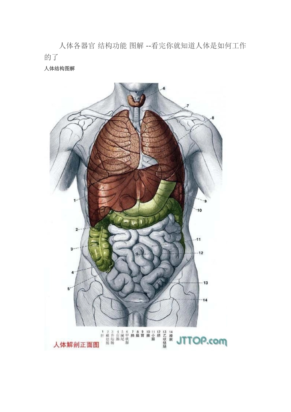 人体各器官-结构功能-图解_第1页
