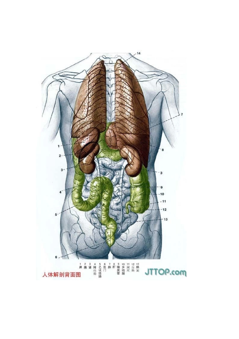 人体各器官-结构功能-图解_第2页