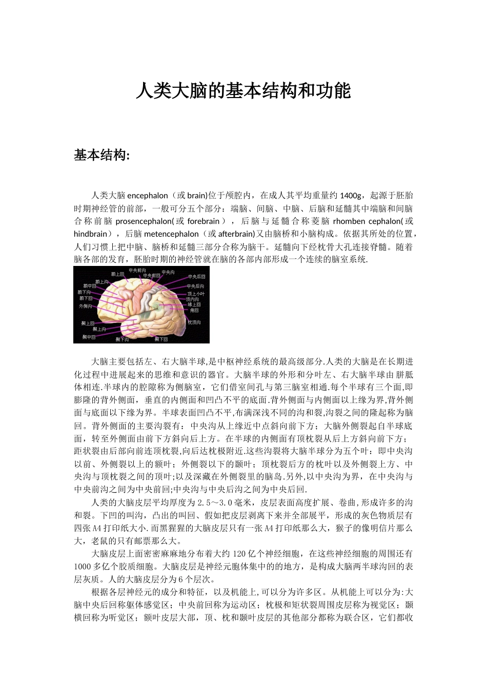 人类大脑的基本结构和功能_第1页