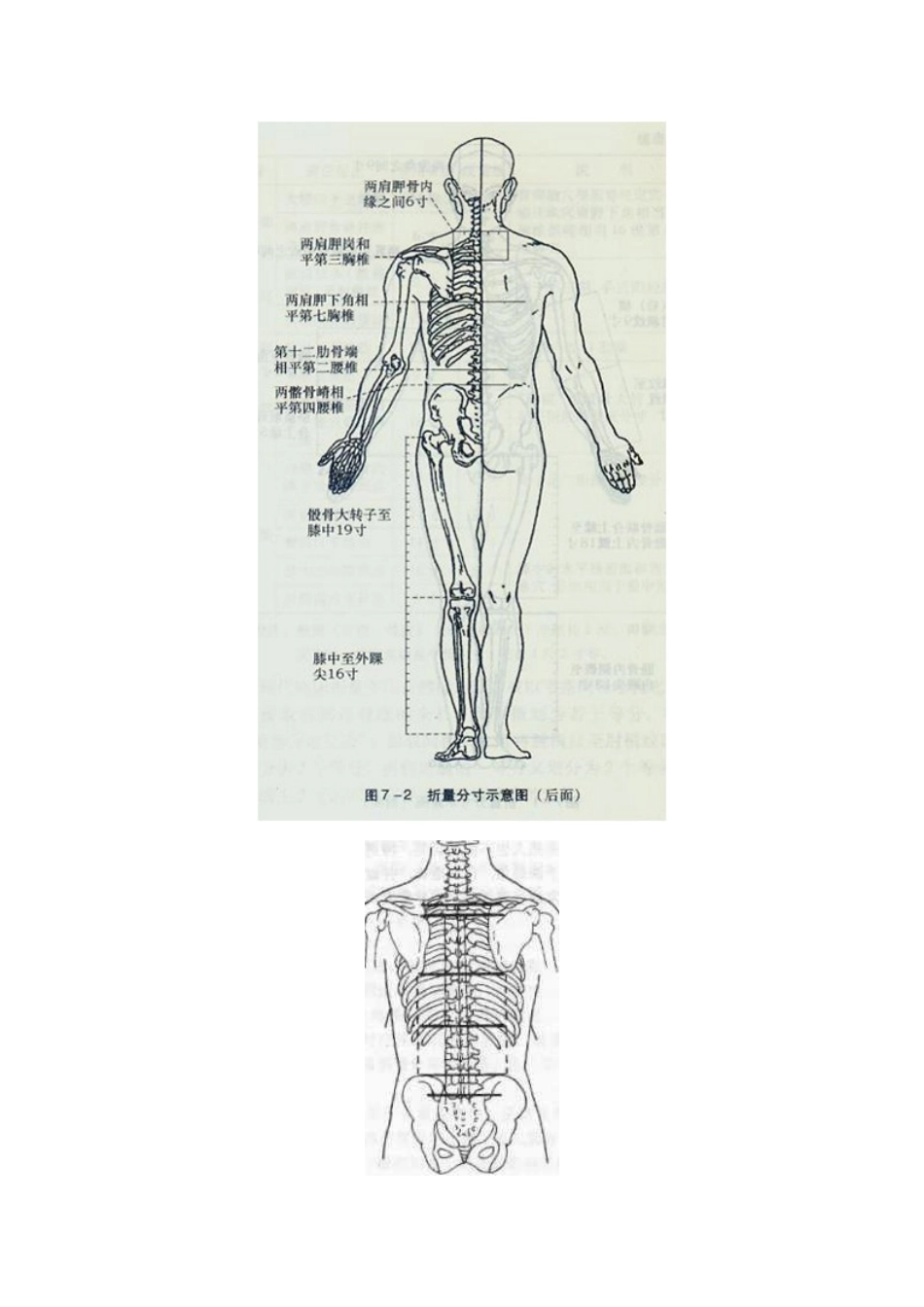 人类脊柱的结构和体表定位_第2页