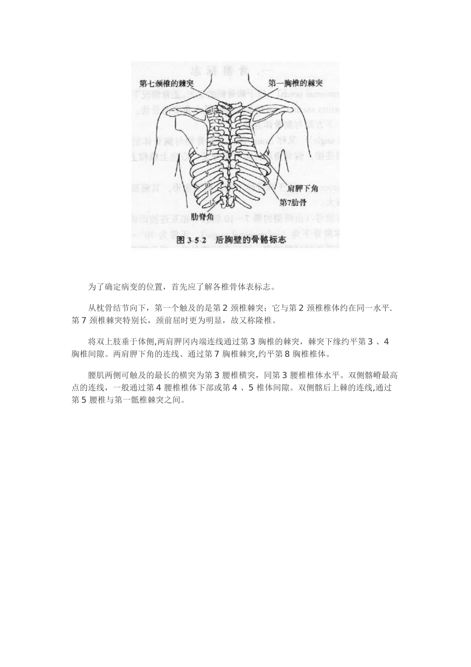 人类脊柱的结构和体表定位_第3页