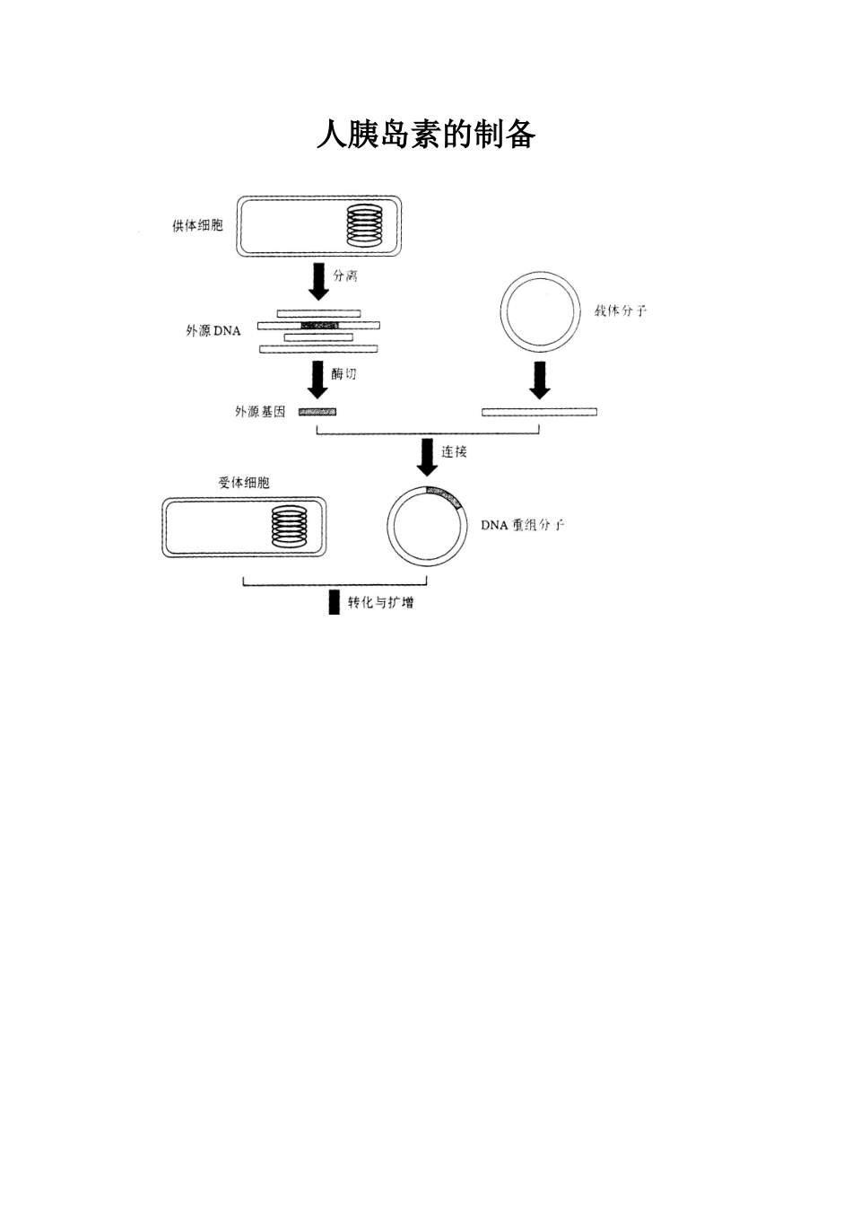 人胰岛素的制备_第1页
