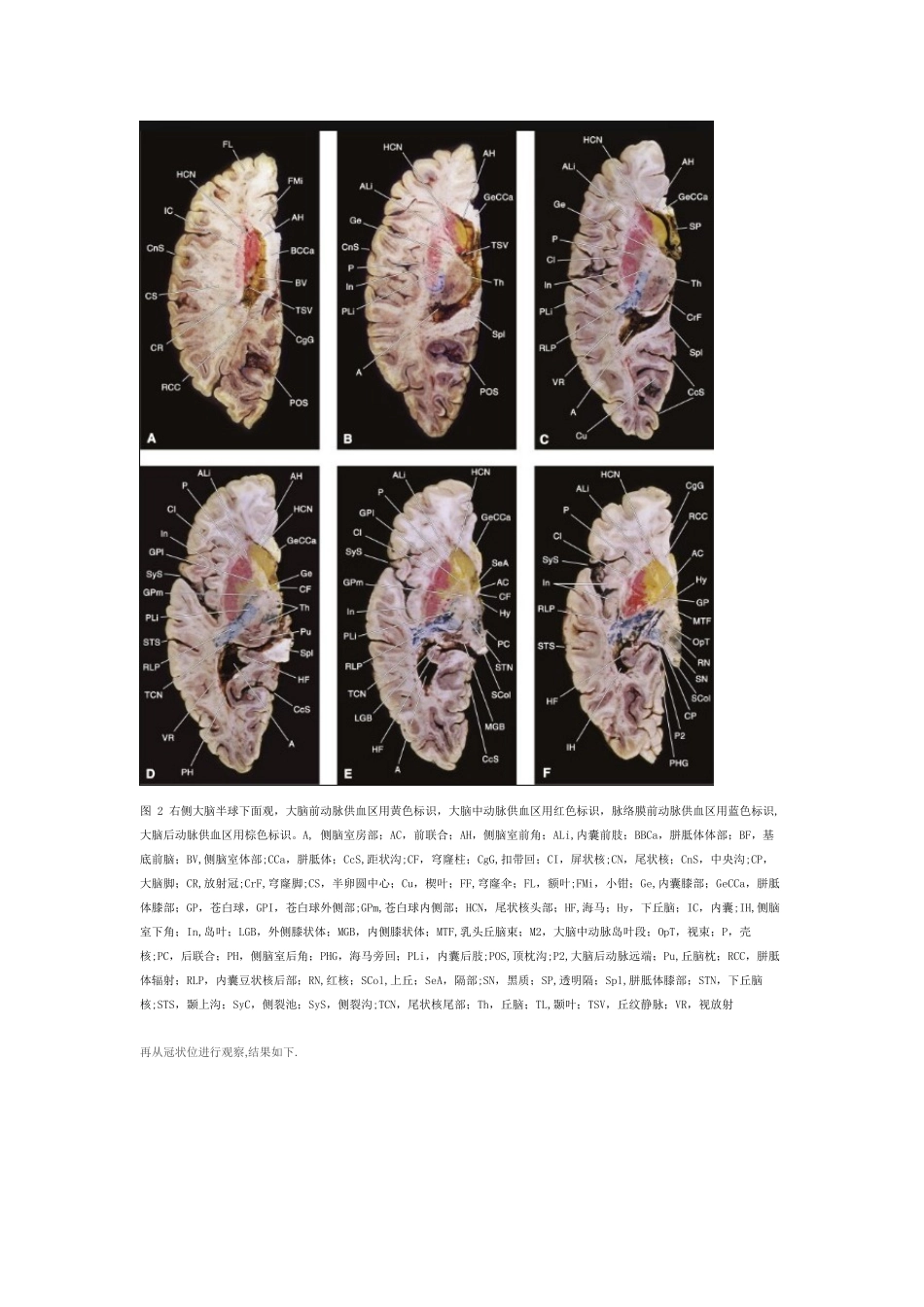 内囊和基底节的血供_第2页