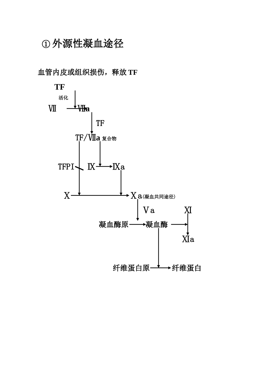 内源性凝血途径_第1页