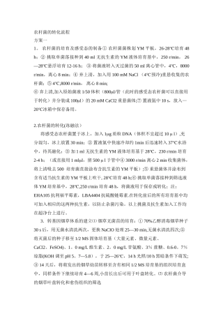 农杆菌的转化流程