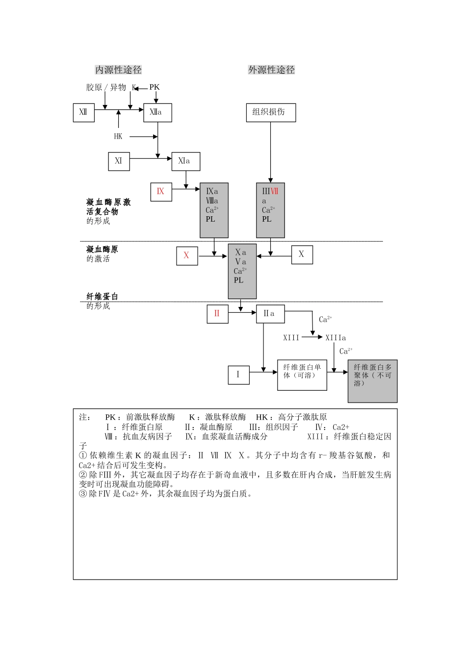 凝血过程示意图42154_第1页