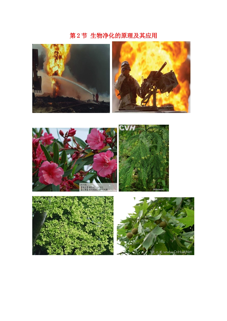 高中生物 4.2《生物净化的原理及其应用》素材 新人教版选修2_第1页