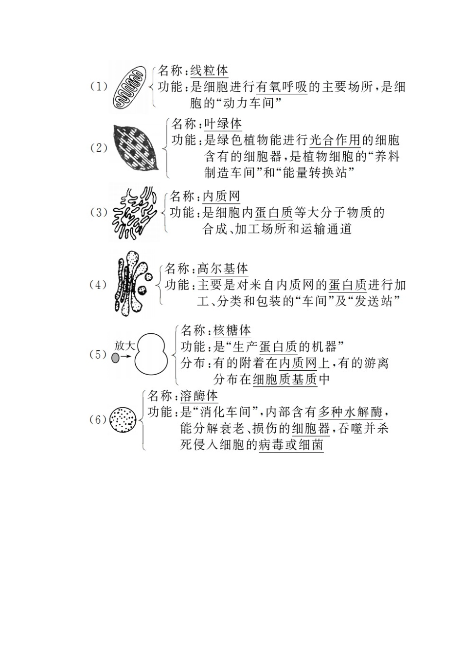 高中生物 第3章 细胞的基本结构 3-2-1 细胞器之间的分工教学案 新人教版必修1-新人教版高一必修1生物教学案_第2页