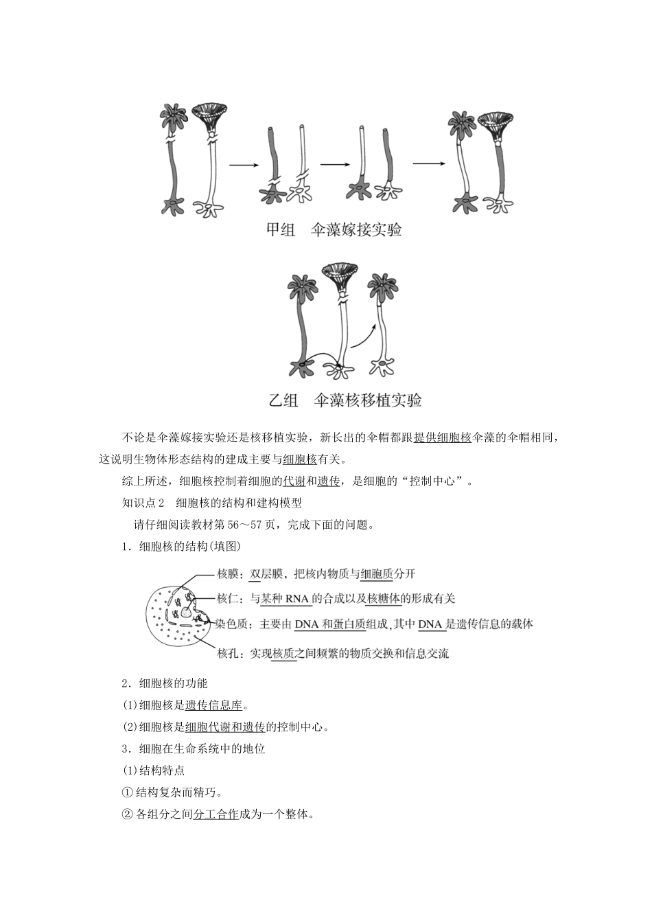 高中生物 第3章 细胞的基本结构 3-3 细胞核的结构和功能教学案 新人教版必修1-新人教版高一必修1生物教学案_第3页