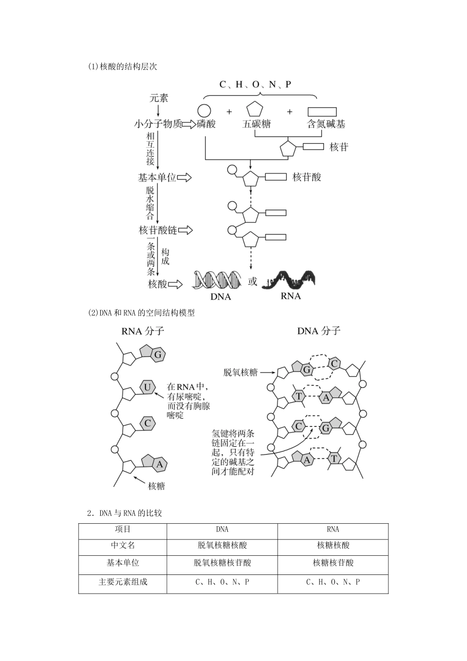 高中生物 第2章 组成细胞的分子 2-5 核酸是遗传信息的携带者教学案 新人教版必修1-新人教版高一必修1生物教学案_第3页