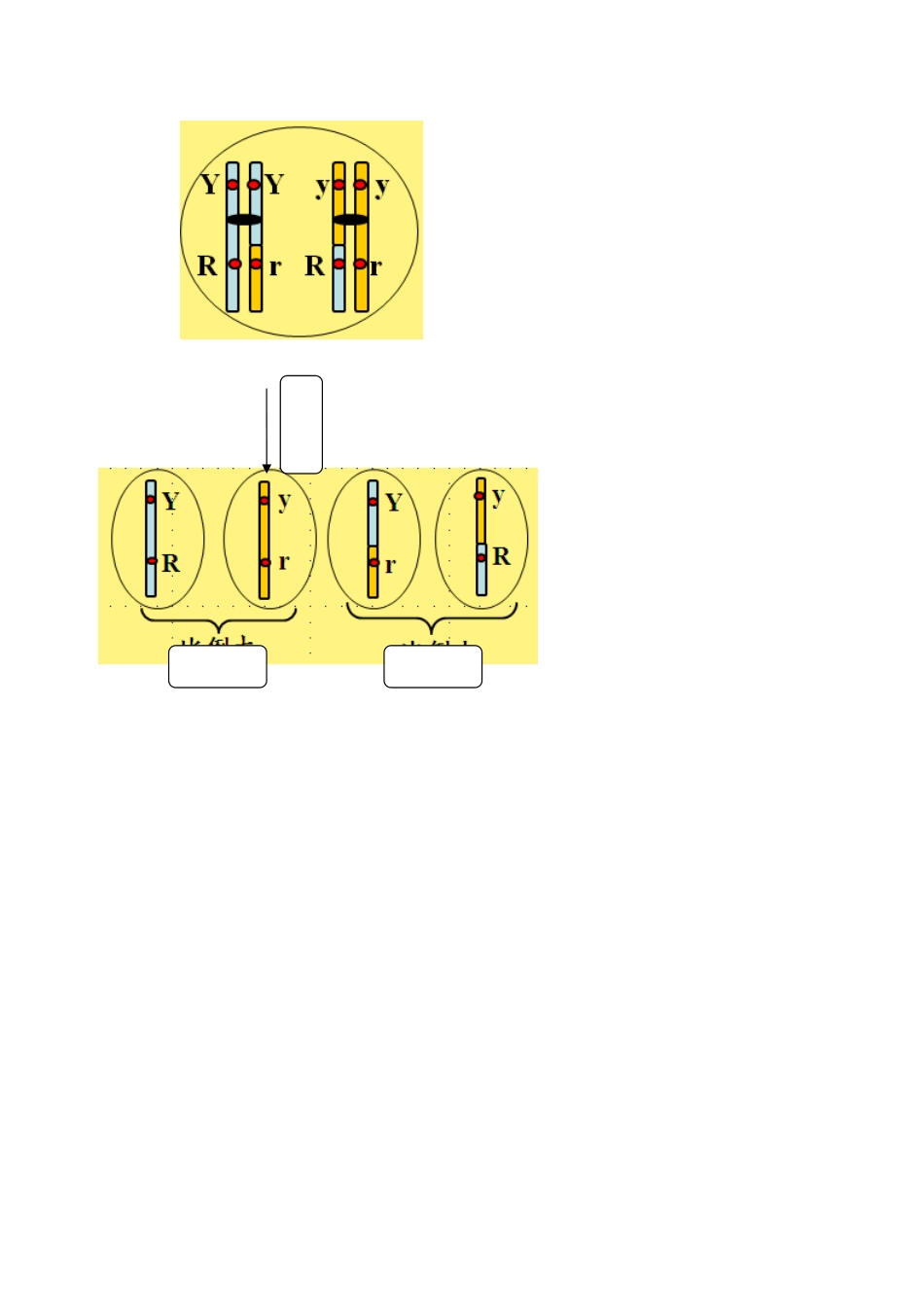 高中生物 基因在染色体上素材 新人教版必修2-新人教版高一必修2生物素材_第3页