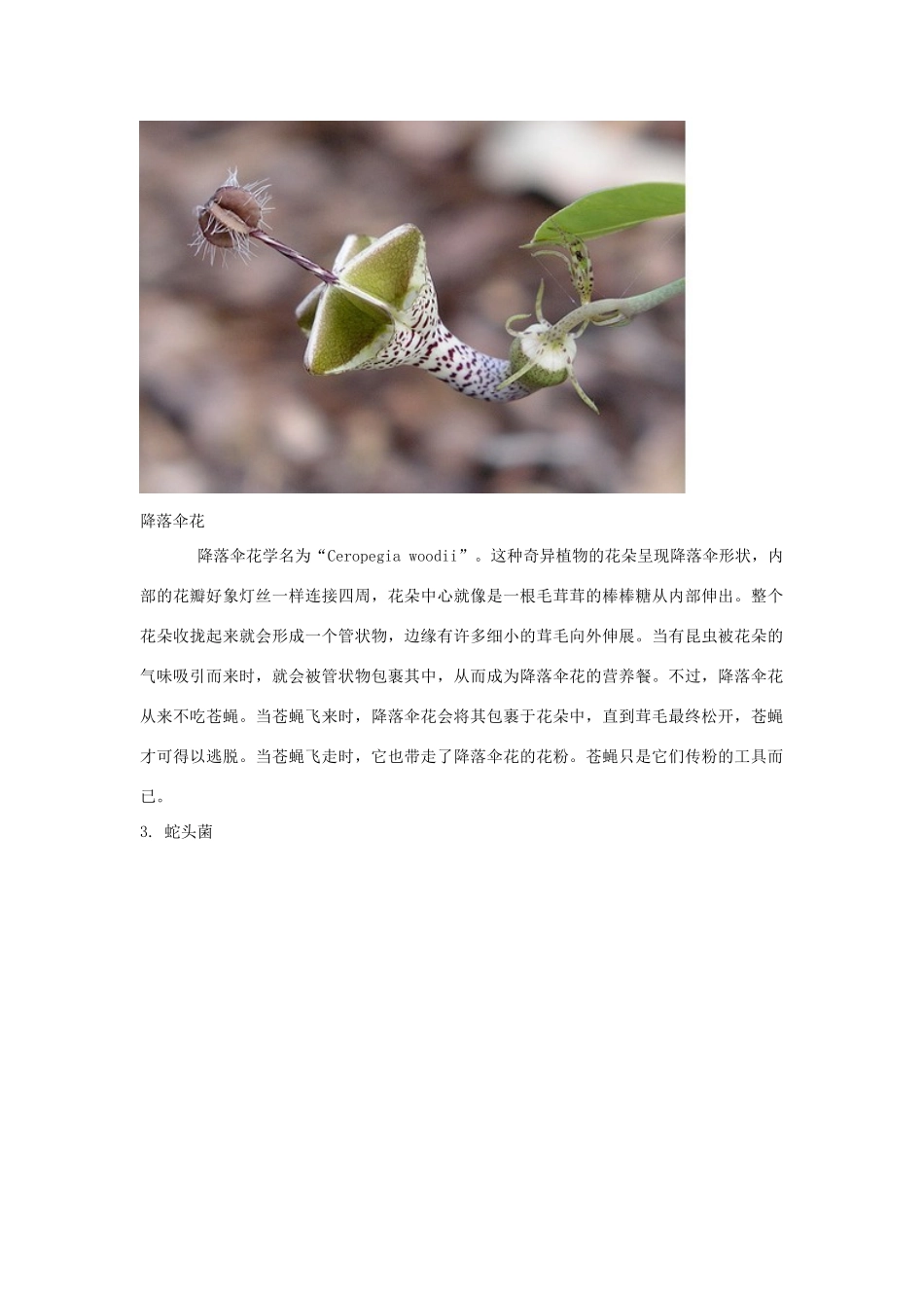 高中生物 十五大最奇异珍稀植物素材_第2页
