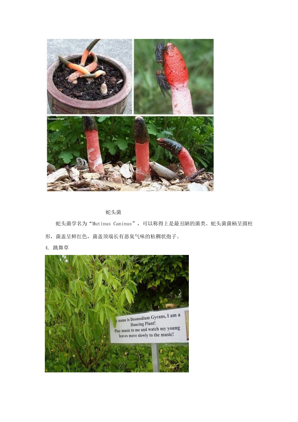 高中生物 十五大最奇异珍稀植物素材_第3页