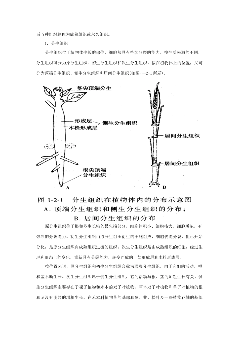 高中生物 第二章 植物解剖和生理素材_第3页