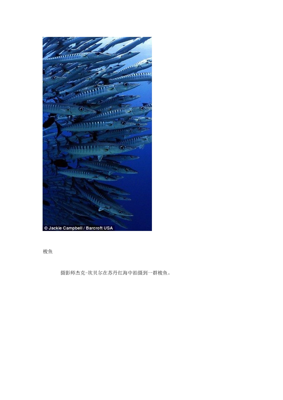 高中生物 水下生物摄影赛奖项揭晓 海马藏身红珊瑚夺冠素材_第2页