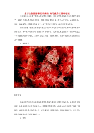高中生物 水下生物摄影赛奖项揭晓 海马藏身红珊瑚夺冠素材