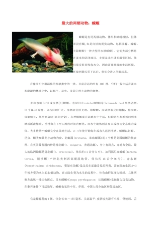 高中生物 最大的两栖动物 蝾螈素材