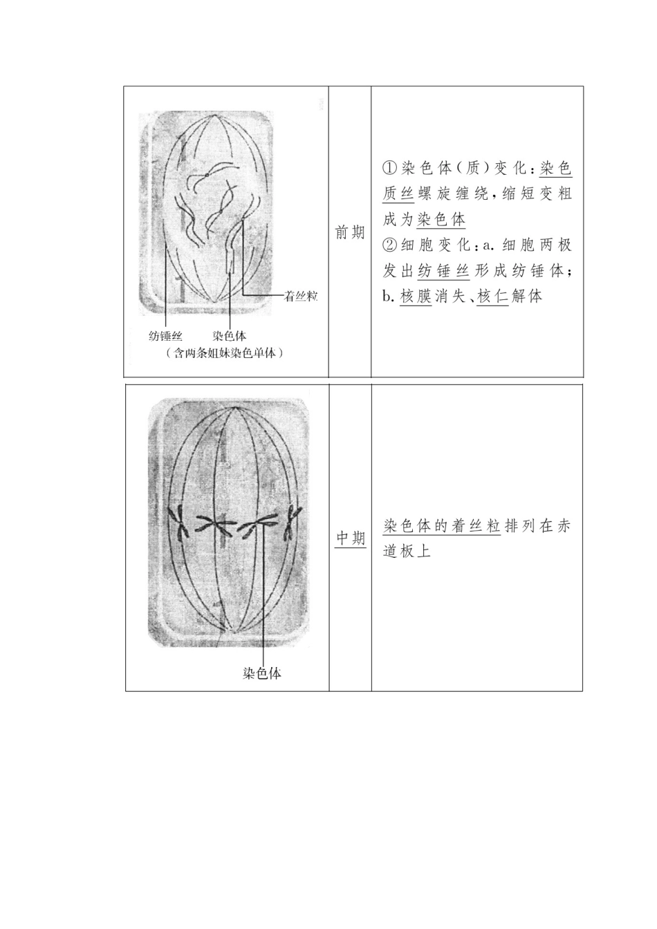 高中生物 第6章 细胞的生命历程 6-1-1 细胞周期及高等植物细胞的有丝分裂教学案 新人教版必修1-新人教版高一必修1生物教学案_第3页