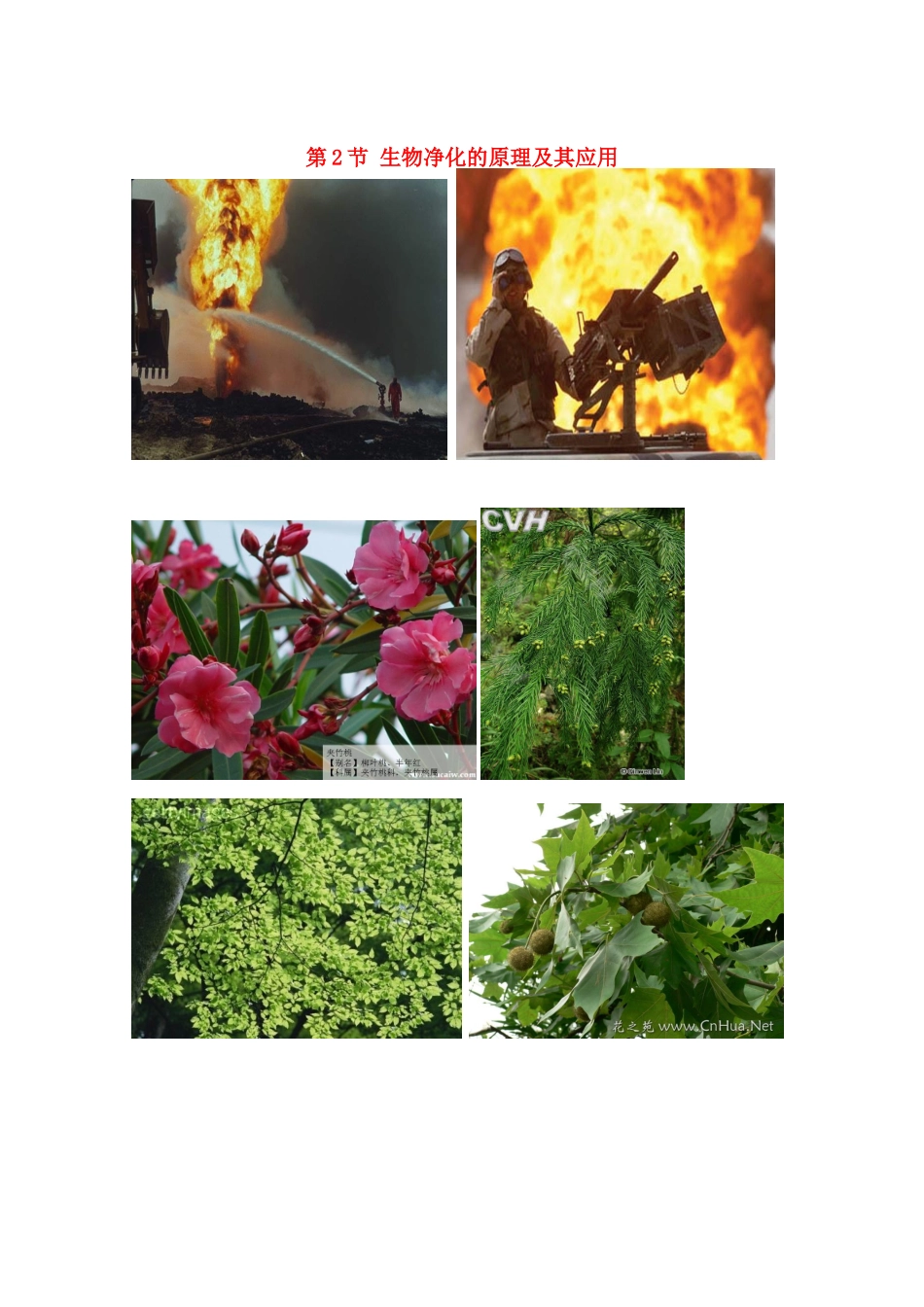 高中生物《生物净化的原理及其应用》文字素材1 新人教版选修3_第1页