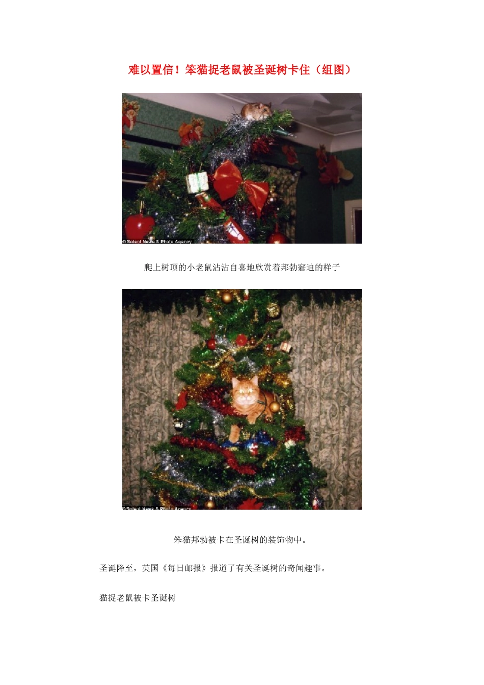 高中生物 阅读 难以置信笨猫捉老鼠被圣诞树卡住（组图）_第1页
