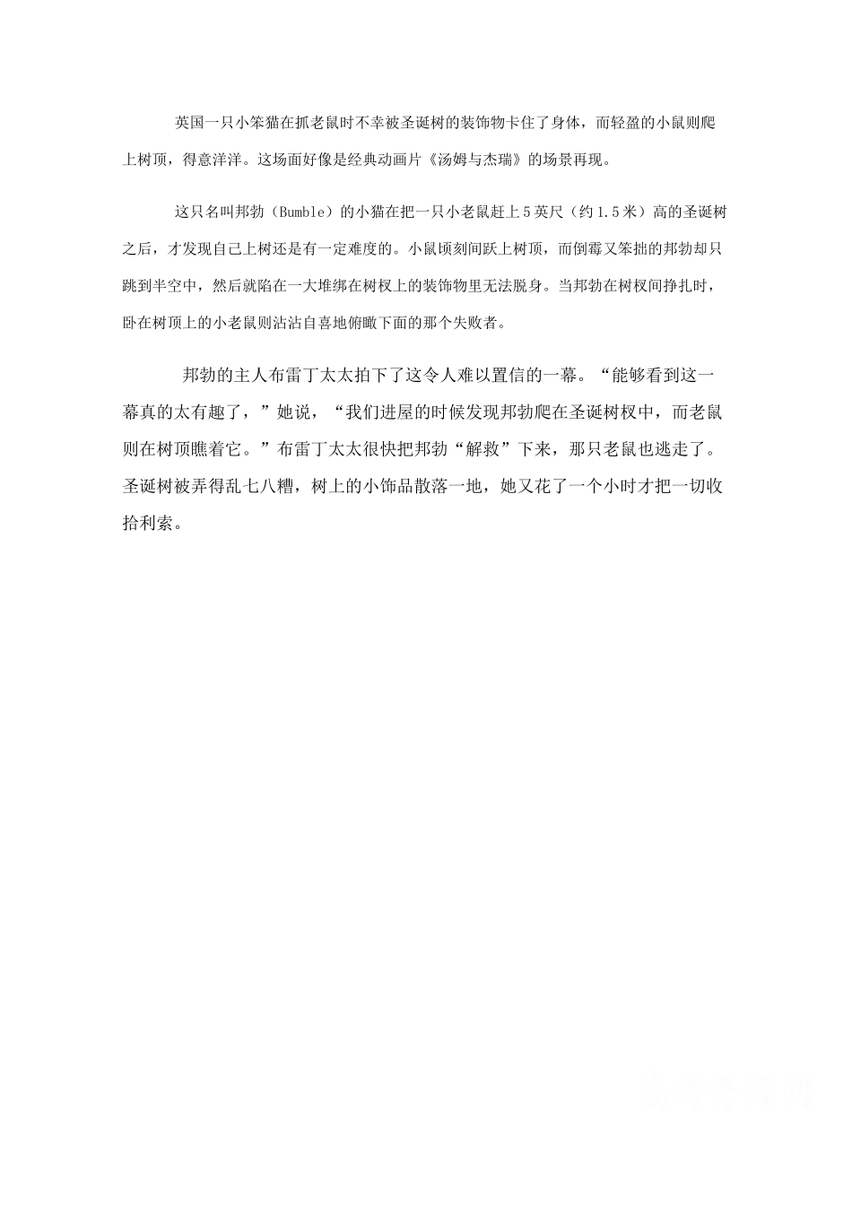 高中生物 阅读 难以置信笨猫捉老鼠被圣诞树卡住（组图）_第2页