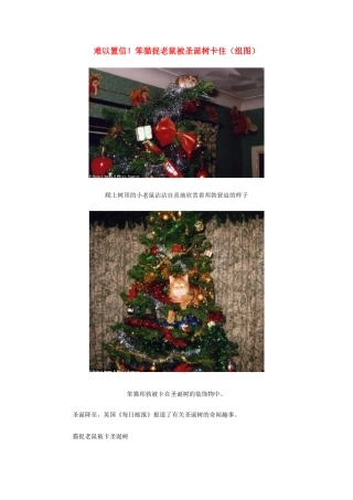 高中生物 阅读 难以置信笨猫捉老鼠被圣诞树卡住（组图）