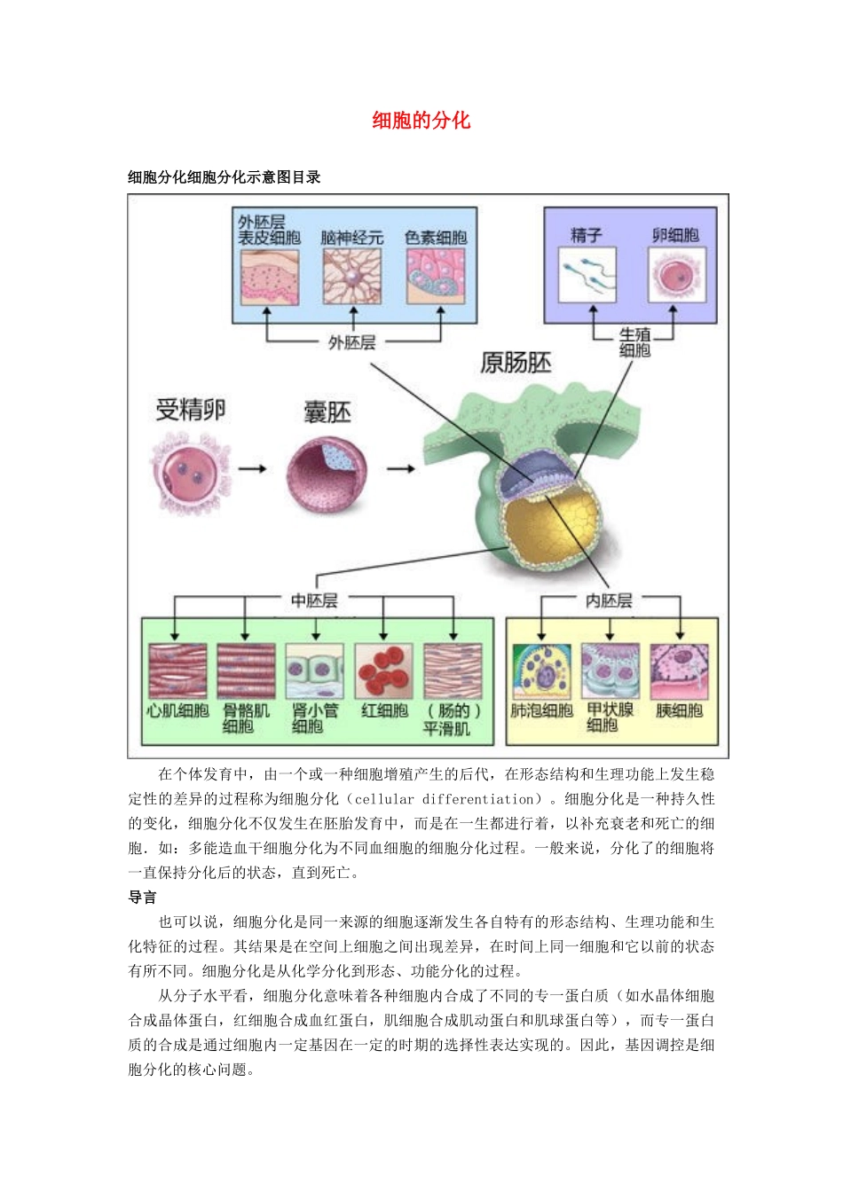 高中生物《细胞的分化》文字素材3 浙教版必修1_第1页