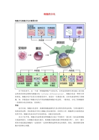 高中生物《细胞的分化》文字素材3 浙教版必修1