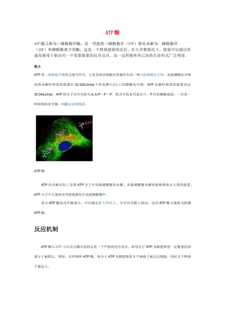 高中生物《ATP和酶》文字素材4 苏教版必修1
