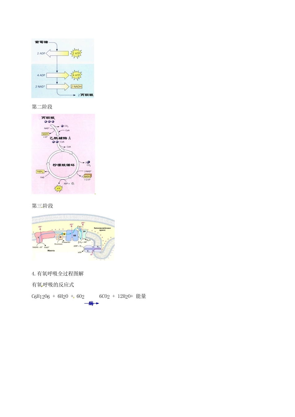 高中生物 细胞呼吸(一)有氧呼吸素材 新人教版必修1-新人教版高一必修1生物素材_第2页