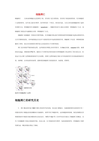 高中生物《细胞的衰老和凋亡》文字素材2 浙教版必修1