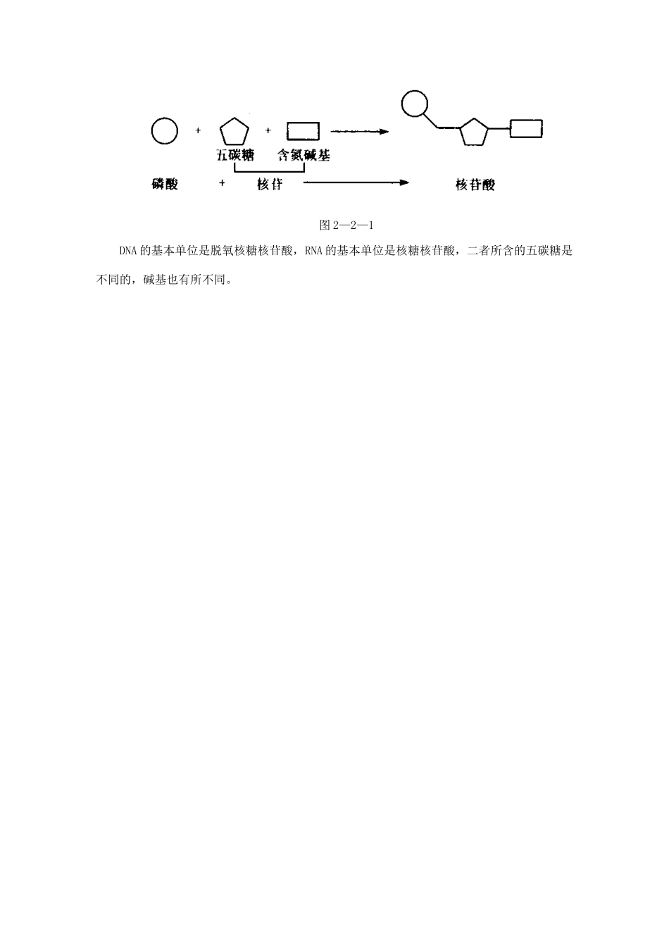 高中生物：2.2.1 核酸的结构和功能 素材 1 中图版必修1_第3页