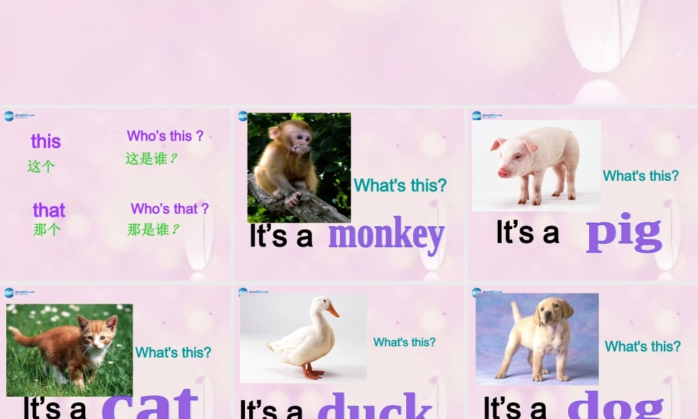 2014春三年级英语下册 Unit 5 It’s a parrot课件3 人教版（精通）