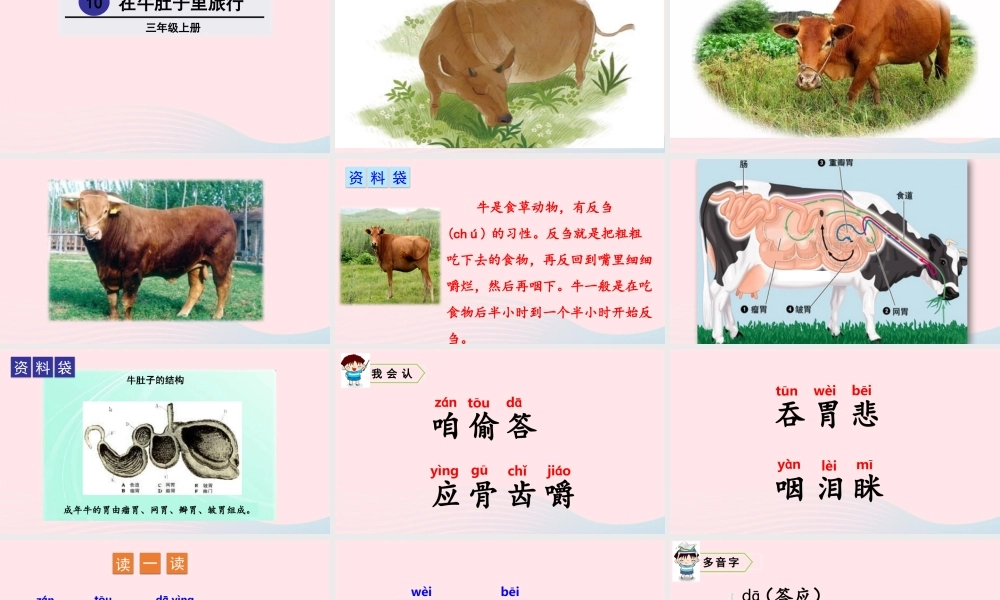 10 在牛肚子里旅行课件