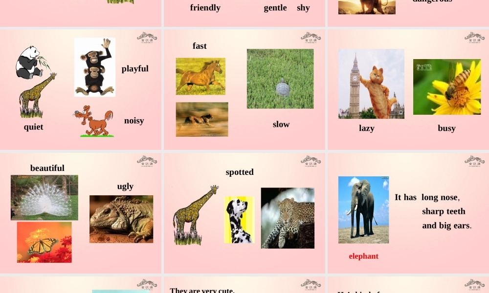 【金识源】2015春六年级英语下册 Unit 7 Why do you like pandas.Section B（1a-1d，3a-self）课件 鲁教版五四制