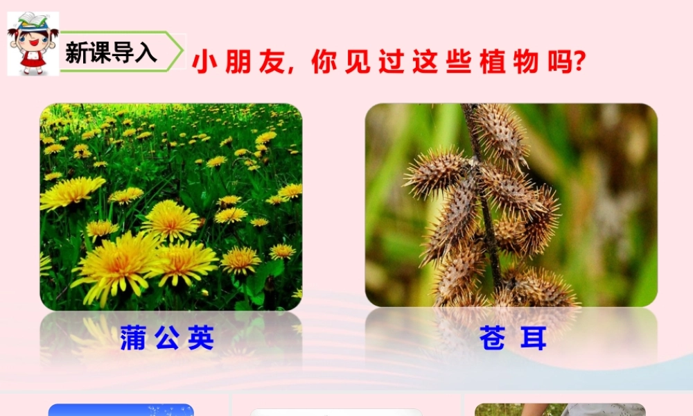 3 植物妈妈有办法课件