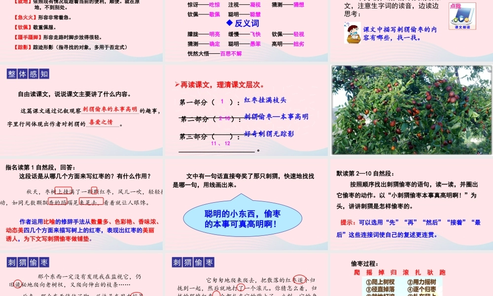 23 带刺的朋友课件