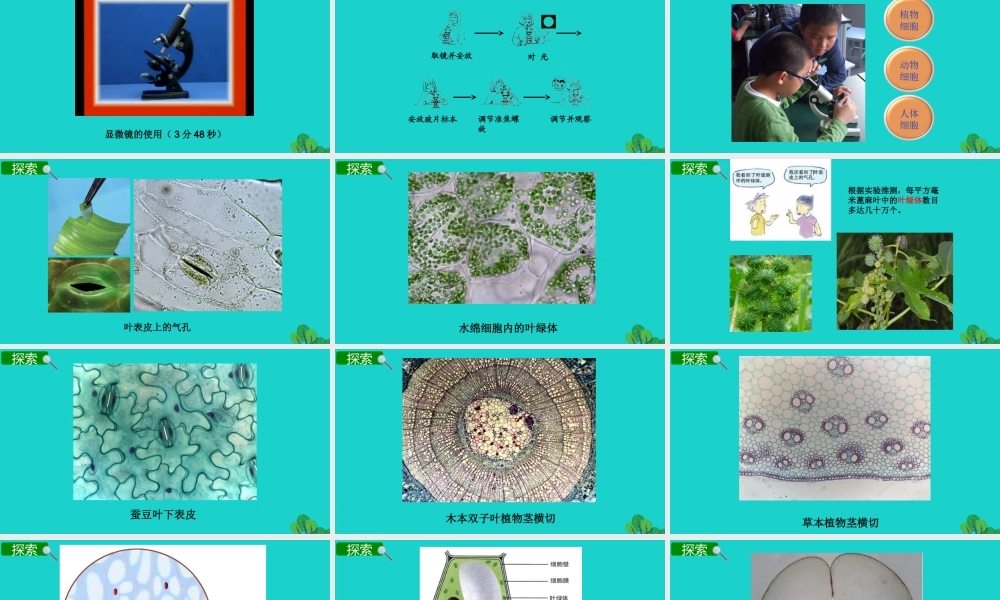 2020春六年级科学下册 第一单元 微小世界 6用显微镜观察身边的生命世界（二）教学课件 教科版