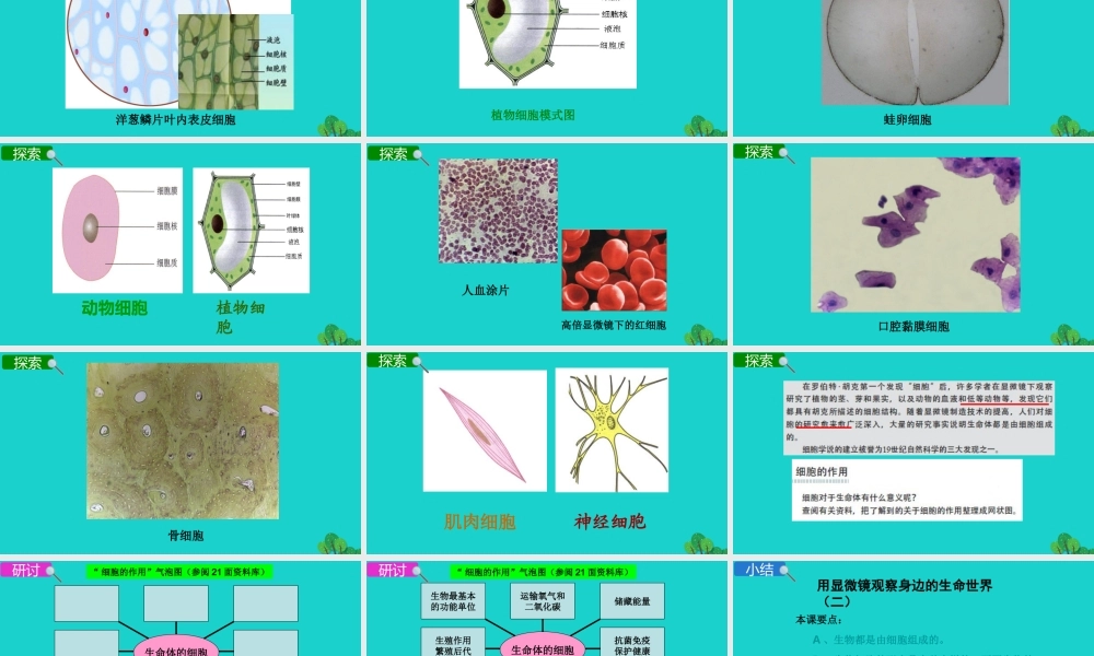 2020春六年级科学下册 第一单元 微小世界 6用显微镜观察身边的生命世界（二）教学课件 教科版