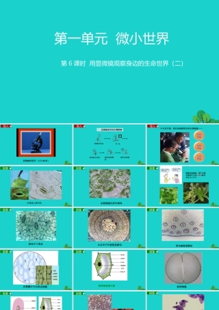 2020春六年级科学下册 第一单元 微小世界 6用显微镜观察身边的生命世界（二）教学课件 教科版