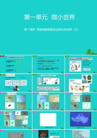 2020春六年级科学下册 第一单元 微小世界 7用显微镜观察身边的生命世界（三）教学课件 教科版