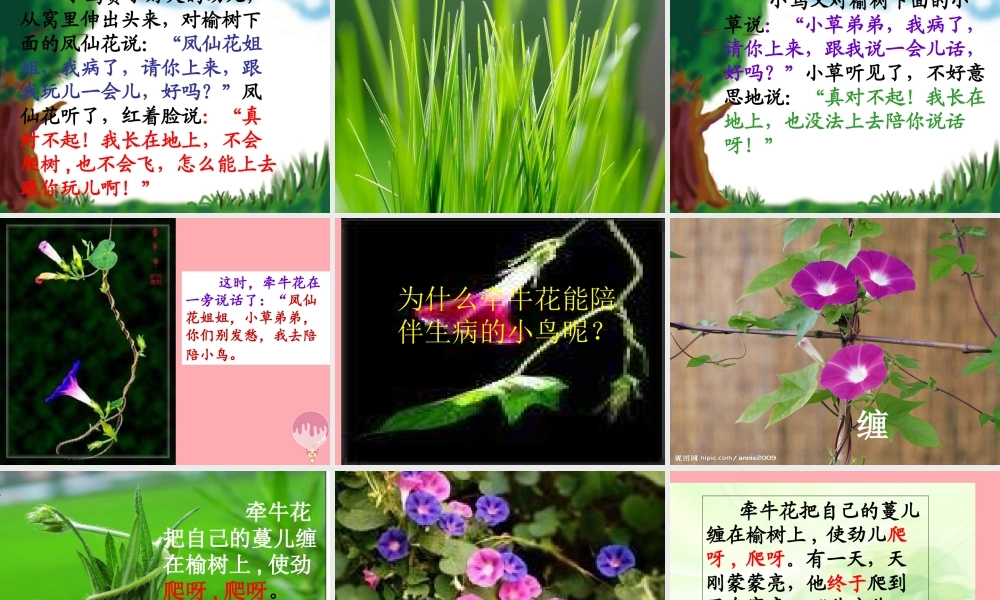 2017秋人教版语文二年级上册选读4《小鸟和牵牛花》ppt课件1
