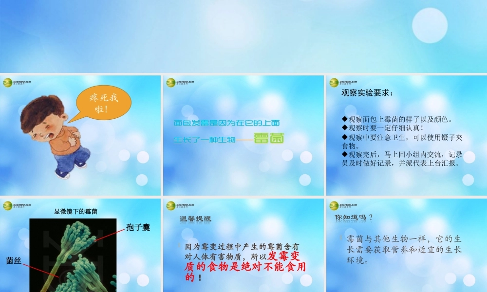 四年级科学下册 面包发霉了课件（1） 教科版