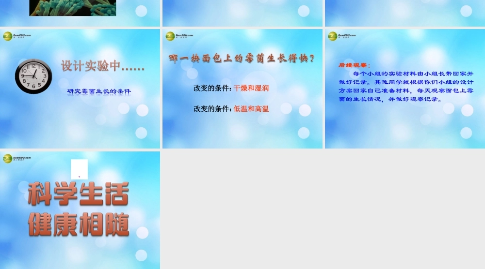 四年级科学下册 面包发霉了课件（1） 教科版