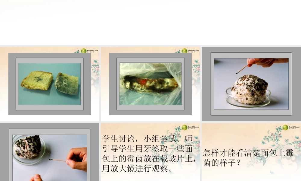 四年级科学下册 面包发霉了课件（2） 教科版