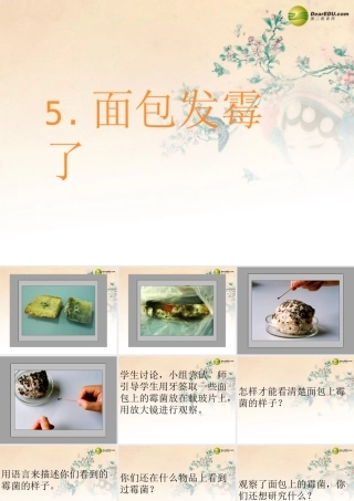 四年级科学下册 面包发霉了课件（2） 教科版